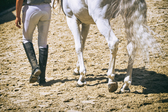 Leading horse on dressage competition