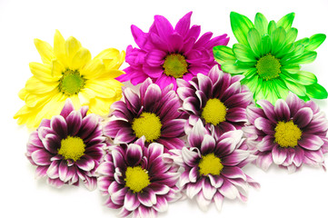 close up on colorful chrysanthemum flower isolated on white background