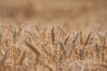 retail of wheat field background
