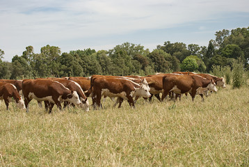 Fototapeta na wymiar Group of cows in argentina on a field 
