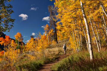 Autumn aspens are golden along Colorado's Lilypad Lake Trail near Frisco. - obrazy, fototapety, plakaty