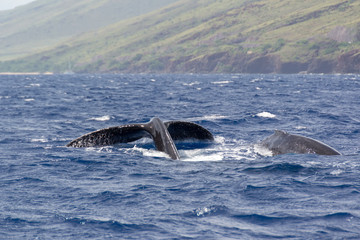 Obraz premium Zwei Wale, Fluke und Rücken auf Maui, Hawaii