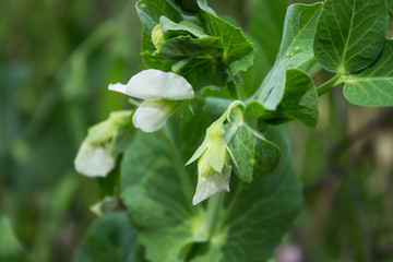 Natural summer background. Flowers and stems of green peas in the garden. Selective focus.