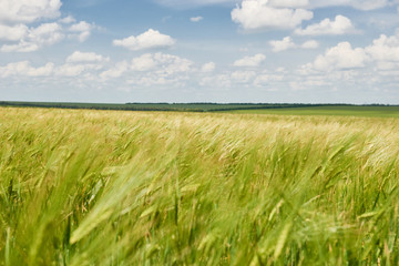 Fototapeta na wymiar young wheat field as background, bright sun, beautiful summer landscape
