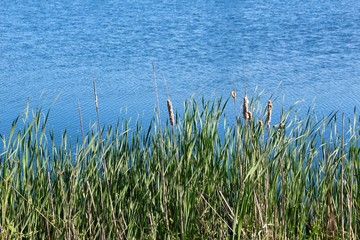 A view of the lake water over the cattails on the shore.