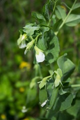Green peas in the garden. Pods, stems and flowers of the potter. Natural summer background.