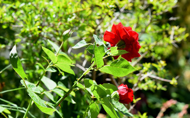 green roses in the greenery