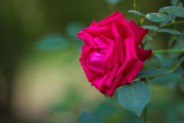 Red rose on blurred background, a beautiful red rose on a green background, blank for cards, holiday bouquet, spring pattern for the designer, valentine card