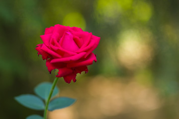 Red rose on blurred background, a beautiful red rose on a green background, blank for cards, holiday bouquet, spring pattern for the designer, valentine card