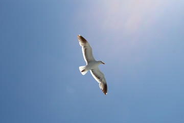 Pacific Ocean: Channel Islands wildlife and seaside cliffs