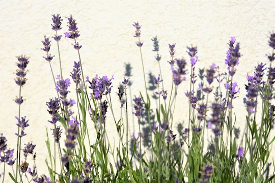 lavender on a white wall background
