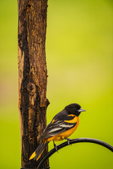 NORTHERN ORIOLE PERCHED ON STEEL POST