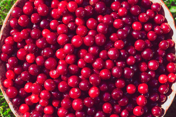 Dark red cherry in bowl in. green grass. Harvest of natural berries. Organic food.