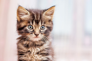 Little striped kitty with a distinct look on a blurry background_