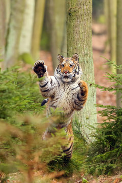 The Siberian tiger (Panthera tigris tigris) also called Amur tiger (Panthera tigris altaica) in the forest, Young female tiger in the forest.