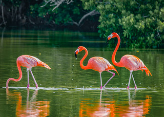 American Flamingo - Phoenicopterus Roseus Group Fishing In The Lake