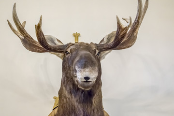 head of an elk with horns on the wall