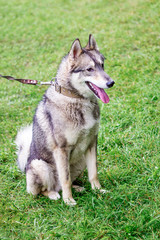Gray laika (husky) is sitting on green grass. Liaika on the leash in the park_