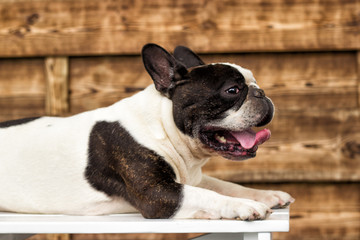 bulldog dog on a wooden background
