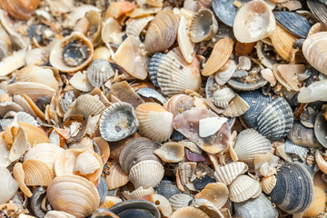 sea shells background