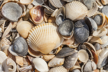 sea shells background