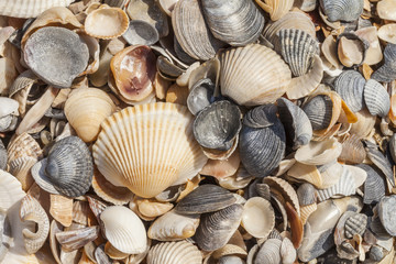 sea shells background