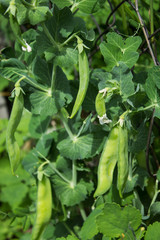 Fototapeta premium Green peas in the garden. Pods, stems and flowers of the potter. Natural summer background.