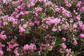 Fototapeta premium blooming rhododendron in spring in Israel