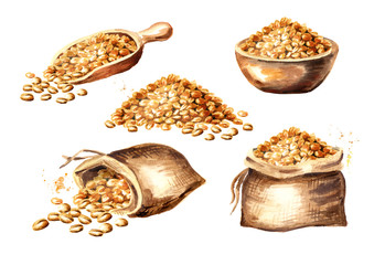 Wheat seeds. Grain set. Watercolor hand drawn illustration, isolated on white background