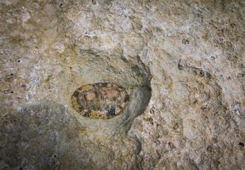 Fuzzy Chiton - Acanthopleura granulata