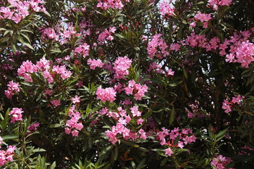Fototapeta premium blooming rhododendron in spring in Israel