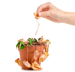 A dried plant in a pot in hand on a white background isolation