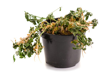 A dried plant in a pot on a white background isolation