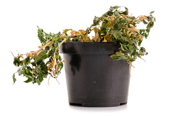 A dried plant in a pot on a white background isolation