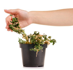 A dried plant in a pot in hand on a white background isolation
