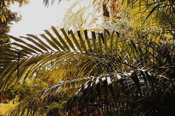 Nature