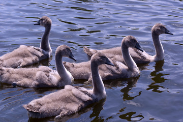 Swan family enjoying at nice sunny summer day