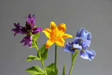 Three beautiful summer wildflowers closeup. Environment.