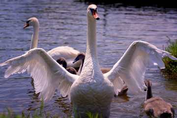 Swan family enjoying at nice sunny summer day