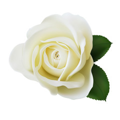 Realistic ivory white rose, Queen of beauty.