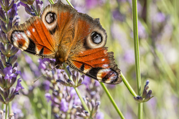 Nahaufnahme der wunderschönen Flügel des Pfauenauges im Lavendel