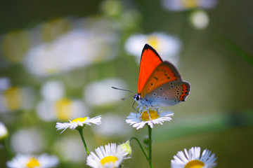Close up of beautiful butterfly at daisy flower