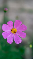 Obraz premium Beautiful flowers in a green garden. Flower in natural environment. Flowers grow in the garden