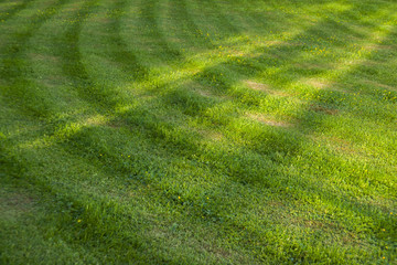 Fototapeta na wymiar Green Summer Grass in circle pattern.