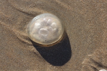 Jellyfish on the sand beach.