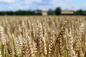 campo di grano in Estate in campagna