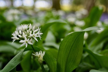 Obraz premium Wild garlic