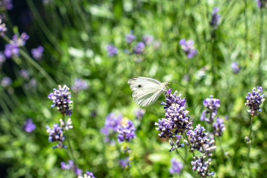 Cabbage butterfly drinking from lavender