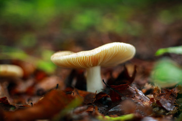 Fresh mushrooms growing in ground autumn forest closeup