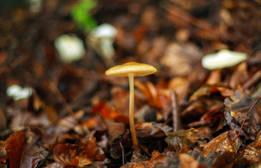Fresh mushrooms growing in ground autumn forest closeup